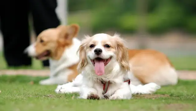 The owner of the dog responded to the search for the house: