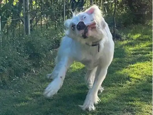 The master took pictures of the dogs and couldn't see the breeds