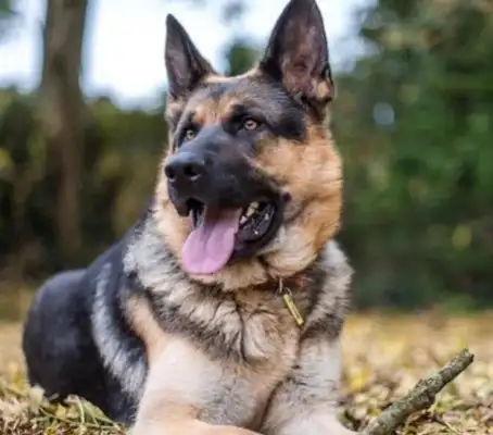 Can you believe it? The dog has the character of the master