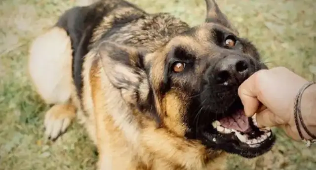 A dog bites tens of millions? Female employees verbally abused passersby over a dog dispute