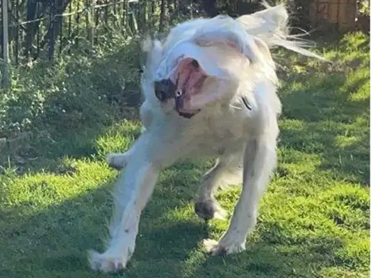 The master took pictures of the dogs and couldn't see the breeds