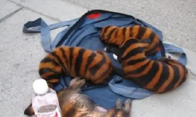 I picked up a tiger. It's bad luck to be a dog