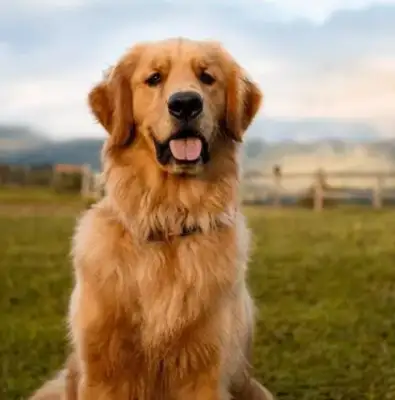 Can you believe it? The dog has the character of the master