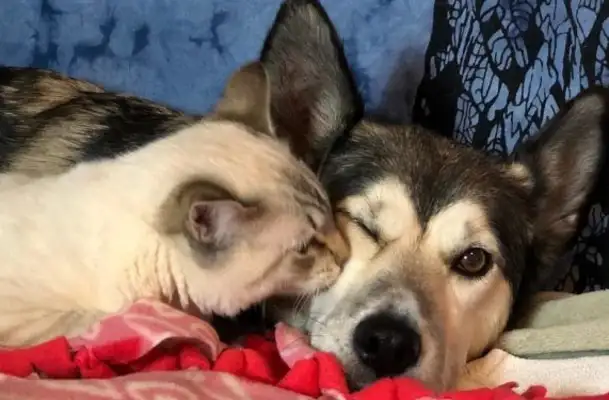 The paraplegic cat was abandoned by her mother