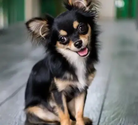 Can you believe it? The dog has the character of the master