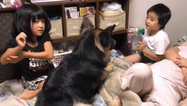 Dejima's been so busy lately. The little master doesn't play with him