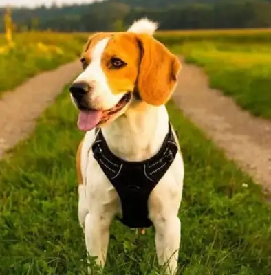 Can you believe it? The dog has the character of the master