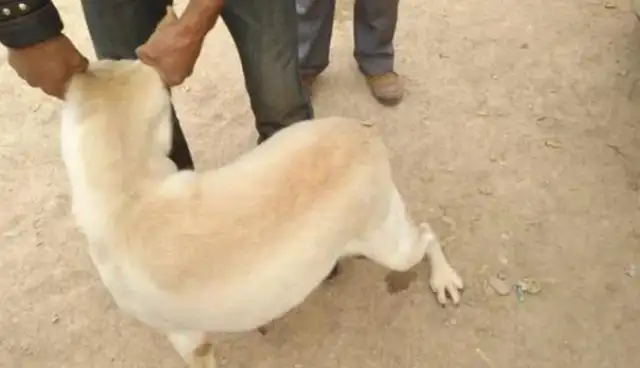 Not at all. A healthy dog farm breeds dogs. Not too expensive