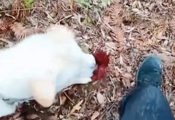 Take the dog up to the mountain, and he finds a chrysanthemum in front of his master