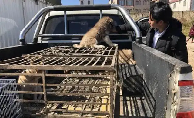 Canine City: The Haskee larvae in the Dog Area is more visible than the big dog