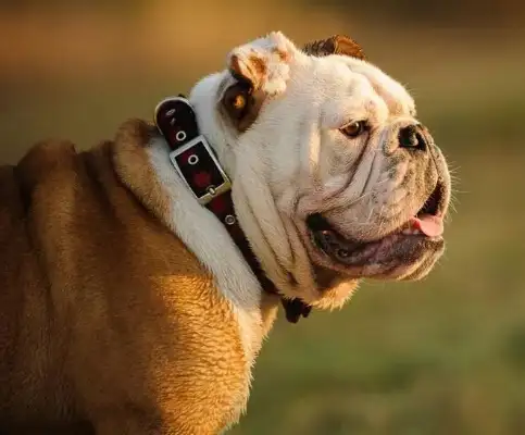 Can you believe it? The dog has the character of the master