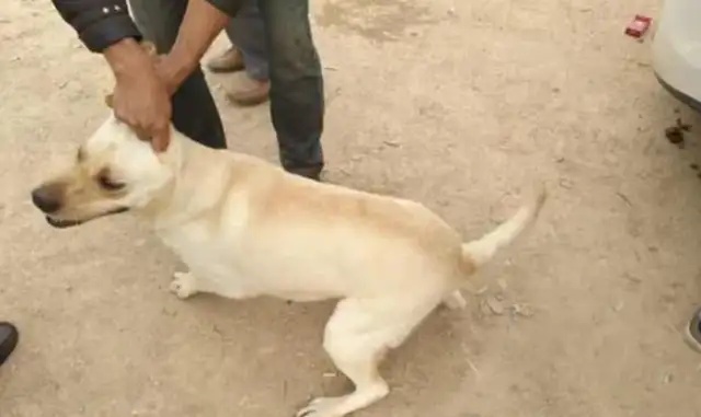 Not at all. A healthy dog farm breeds dogs. Not too expensive