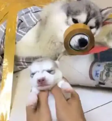 The master took back a dog, and I was so relieved to see it