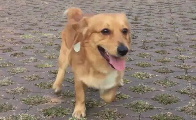 If you walk a dog without a tie, you'll be fined or confiscated