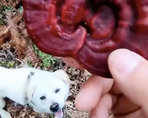 Take the dog up to the mountain, and he finds a chrysanthemum in front of his master