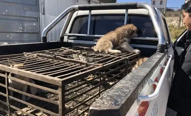 Canine City: The Haskee larvae in the Dog Area is more visible than the big dog