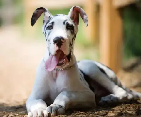 Can you believe it? The dog has the character of the master