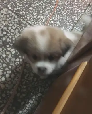 The boy threw the dog on the ground, and the girl went home with the dog