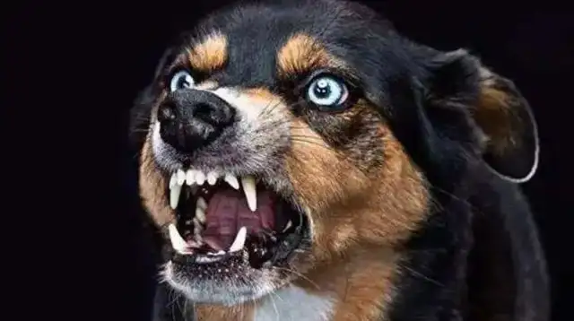 Watch out! Don't ignore it. It's all a sign of rabies