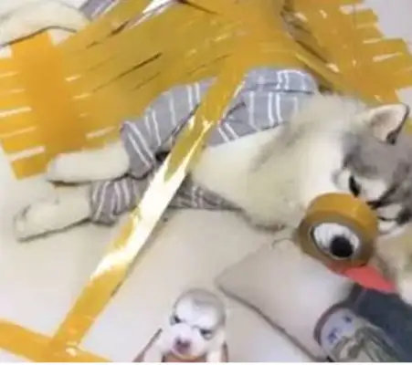 The master took back a dog, and I was so relieved to see it