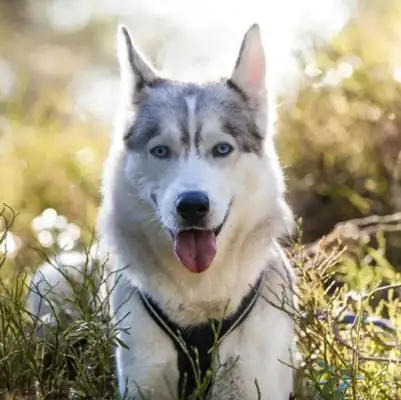 Can you believe it? The dog has the character of the master