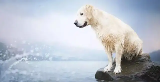 The old master went to see the gold hair sold. The dog's reaction was heartbreaking. min