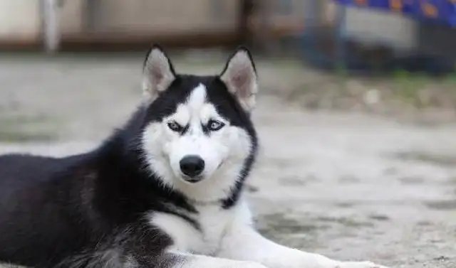 The master took back a dog, and I was so relieved to see it