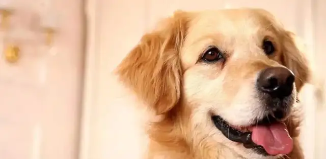 The old master went to see the gold hair sold. The dog's reaction was heartbreaking. min