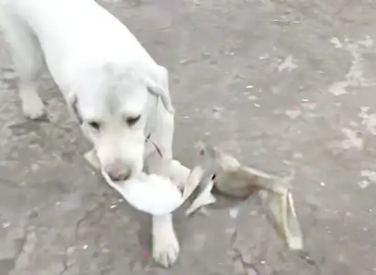 It's so sad that the dog left behind with a bowl of shit: you dogs