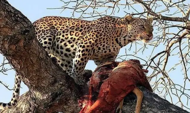 A leopard kills a 9bit dog
