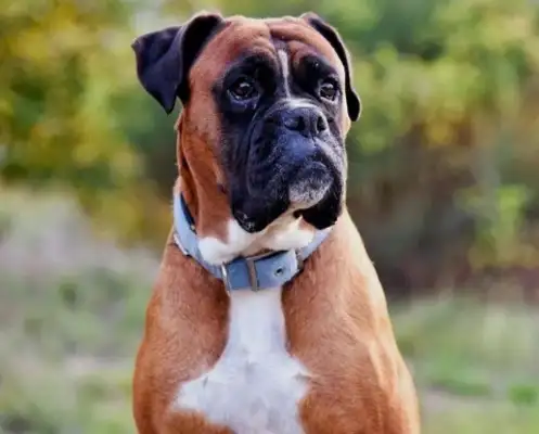 Can you believe it? The dog has the character of the master