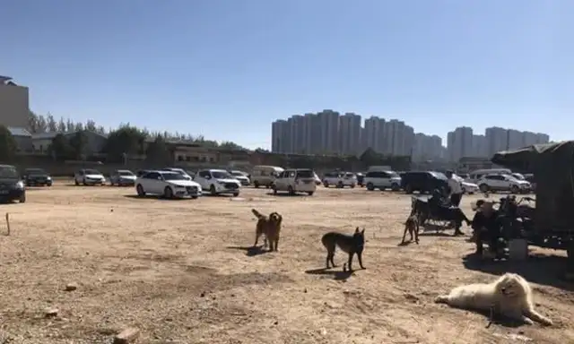 Canine City: The Haskee larvae in the Dog Area is more visible than the big dog