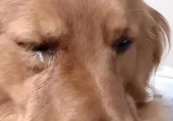 The old master went to see the gold hair sold. The dog's reaction was heartbreaking. min