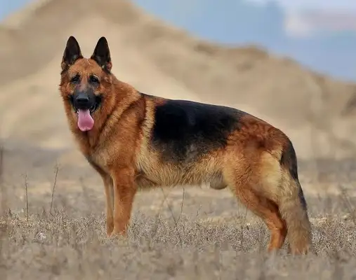 Buried by the master, the dog "No Death" struggled to find a way out, and found a new owner
