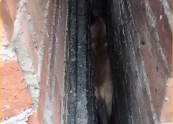 The dog is stuck in the middle of two walls, and he can't get out, master: you've only been hungry for three days