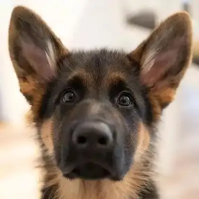 Buried by the master, the dog
