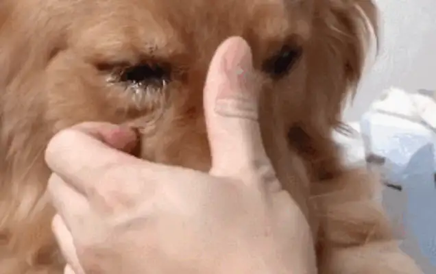 The old master went to see the gold hair sold. The dog's reaction was heartbreaking. min