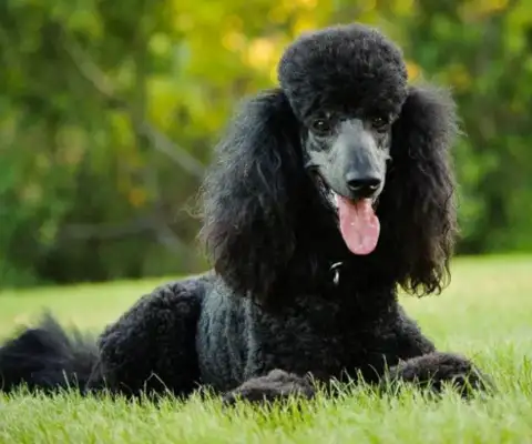 Can you believe it? The dog has the character of the master