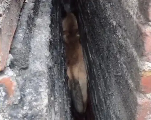 The dog is stuck in the middle of two walls, and he can't get out, master: you've only been hungry for three days