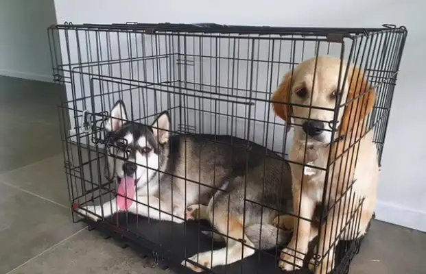 Two dogs in a fight, a cage, a golden hair and a happy face