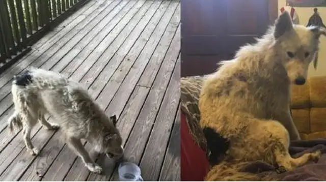 The girl ran into a stray dog and gave her food