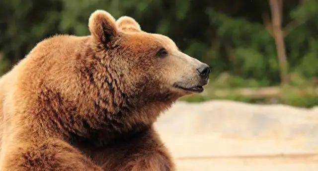 A woman near Yellowstone was bit by a bear. Lord
