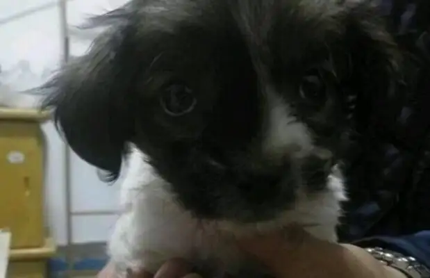 The little stray dog's been strangled by thin wires and his feet are about to get fucked