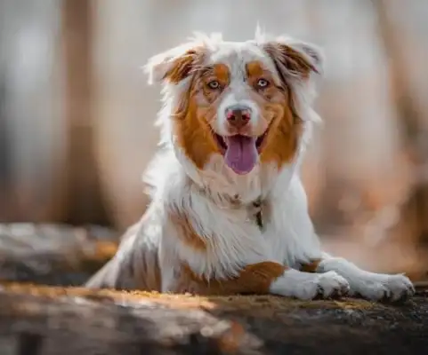 Can you believe it? The dog has the character of the master