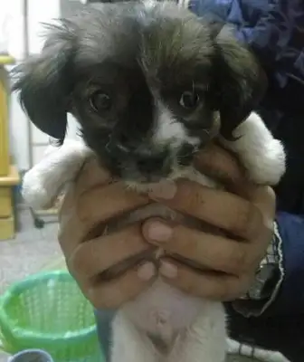 The little stray dog's been strangled by thin wires and his feet are about to get fucked