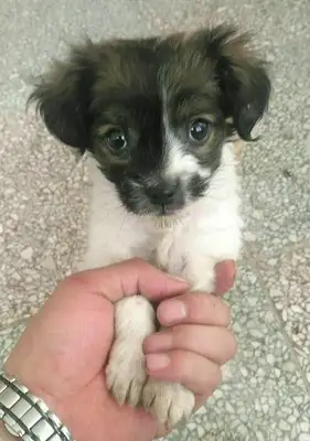 The little stray dog's been strangled by thin wires and his feet are about to get fucked