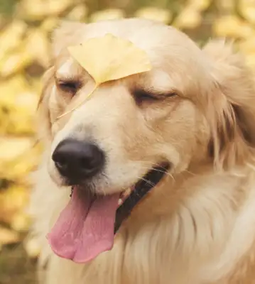 The dog hit the kid, the two-year-old girl was crushed to a bone by a golden fur dog