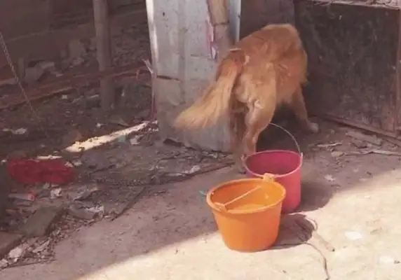 The dog is bound by the master, the woman helps the dog, but her actions are challenged by many netizens
