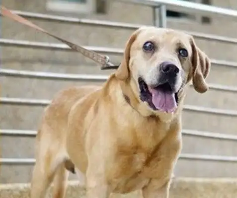 The dog is blind and abandoned