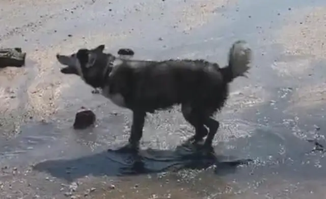 In the middle of the home phone, Haskee came to the water and rolled